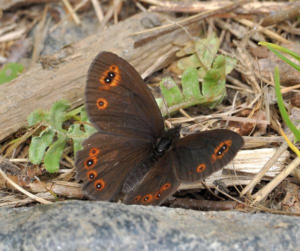 qualche erebia da Cheggio + aiuto id.