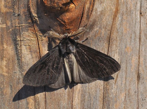 29/30.06 a Prerro (NO):  Ectropis crepuscularia e Lymantria monacha, maschio