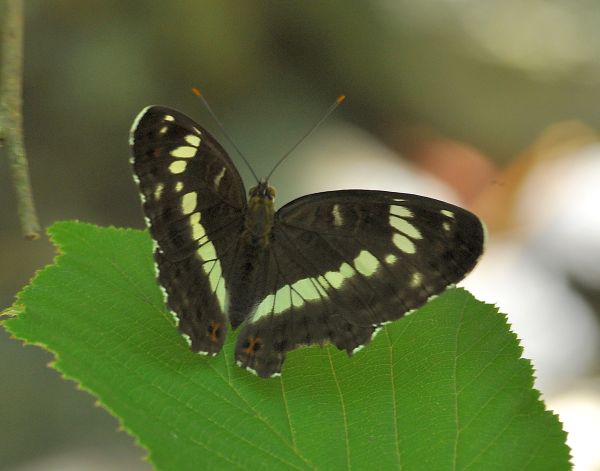 Limenitis camilla