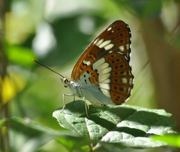 Limenitis camilla