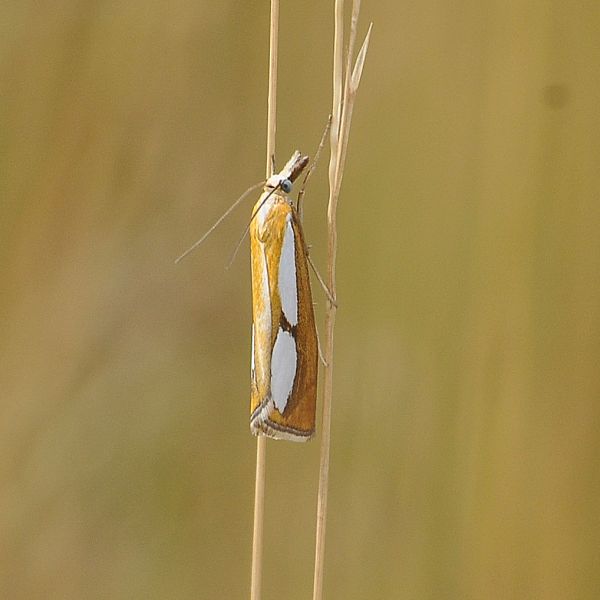 Catoptria pinella? No, C. conchella, Crambidae