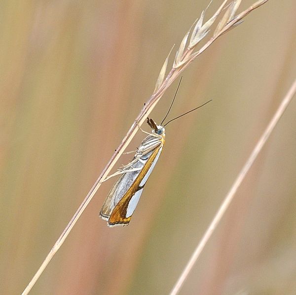 Catoptria pinella? No, C. conchella, Crambidae