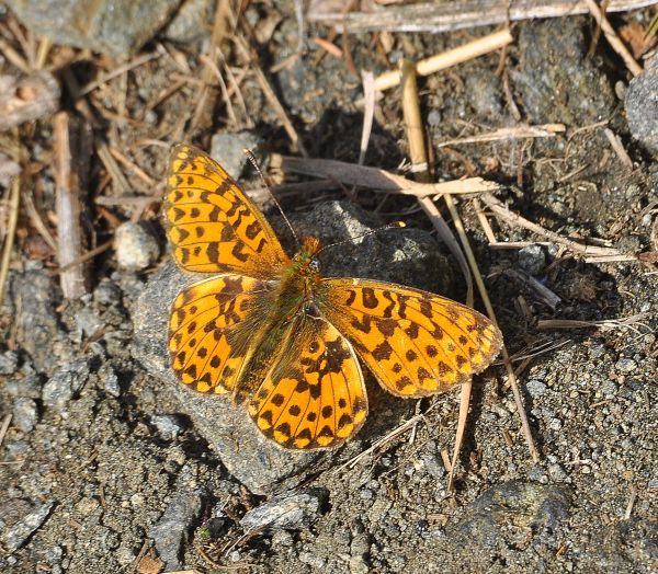 Nymphalidae di Cheggio, 4.7.2017