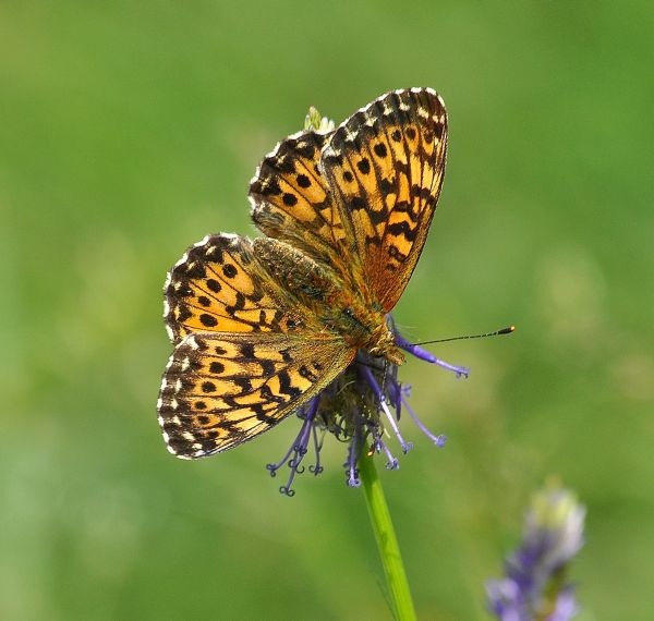 Nymphalidae di Cheggio, 4.7.2017