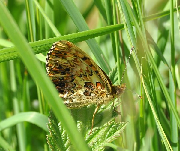 Nymphalidae di Cheggio, 4.7.2017