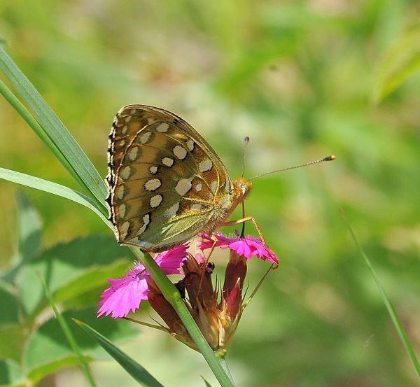 Nymphalidae di Cheggio, 4.7.2017