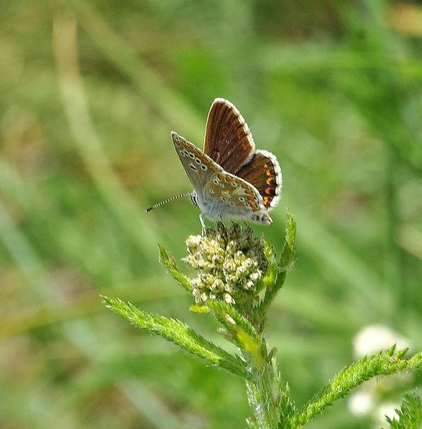 Polyommatus coridon femmina? No, maschi di Aricia agestis e Polyommatus dorylas