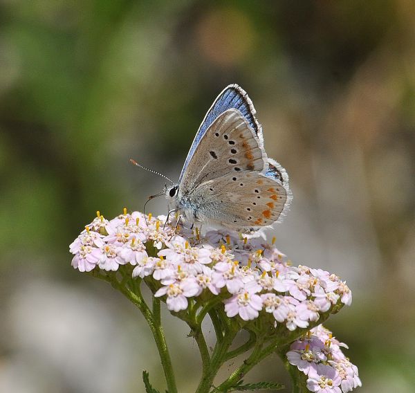 Polyommatus coridon femmina? No, maschi di Aricia agestis e Polyommatus dorylas