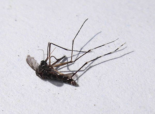 Zanzara tigre? Si, Aedes albopictus  (Culicidae)