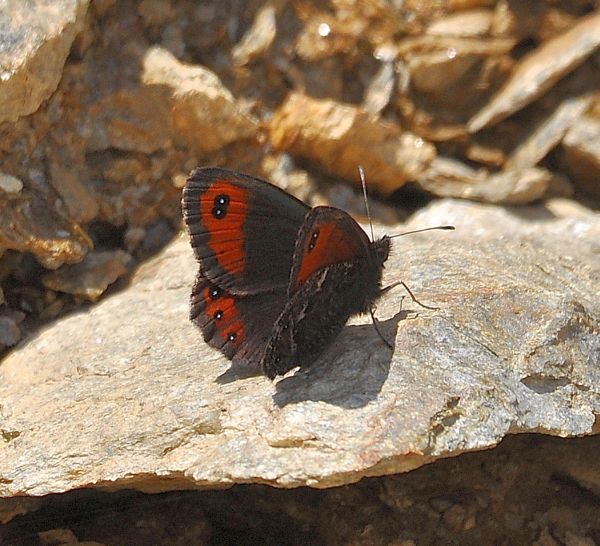 erebie su Monte Mucrone - Biellese