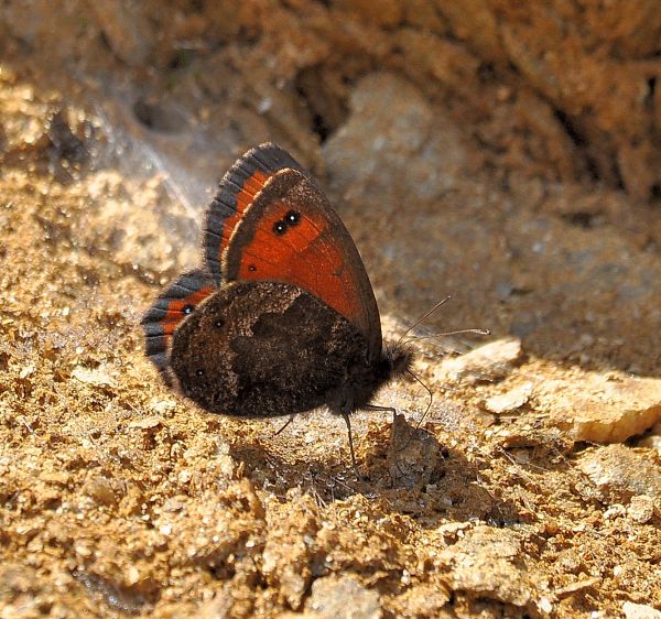 erebie su Monte Mucrone - Biellese