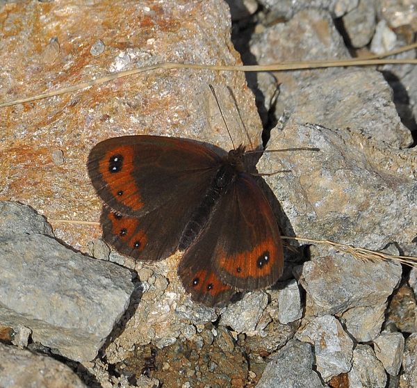 erebie su Monte Mucrone - Biellese