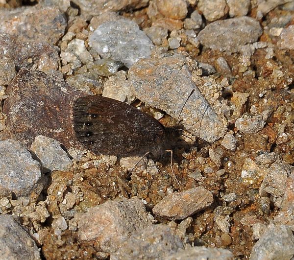 erebie su Monte Mucrone - Biellese