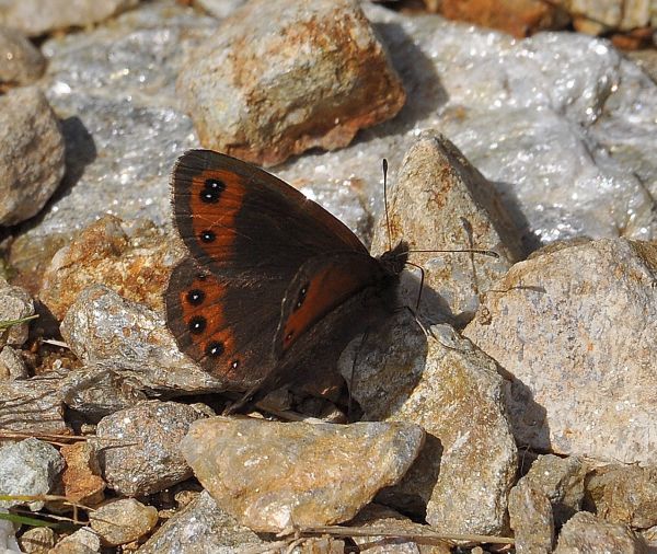 erebie su Monte Mucrone - Biellese