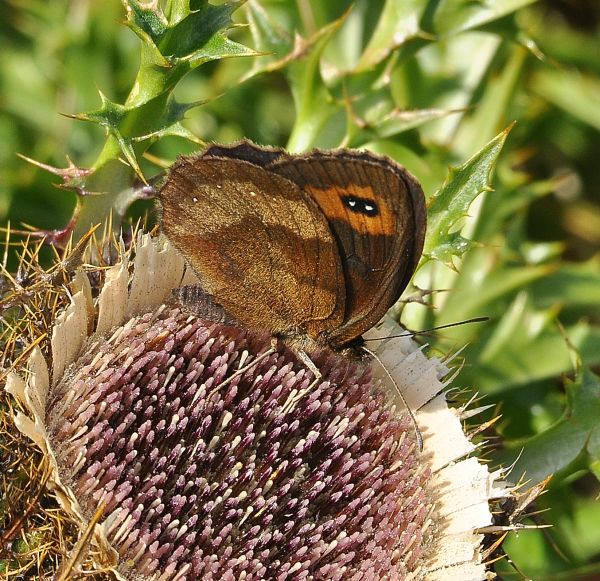 Erebia aethiops ? S