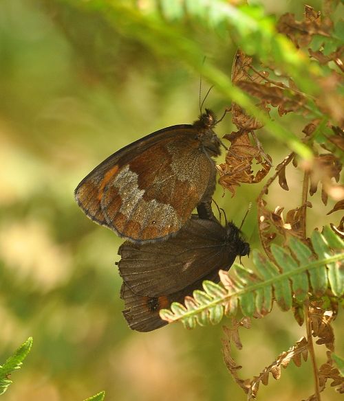 Erebia aethiops ? S