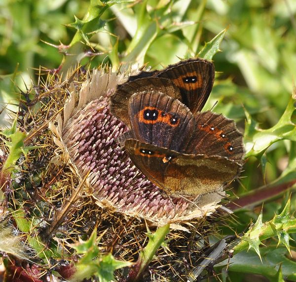 Erebia aethiops ? S