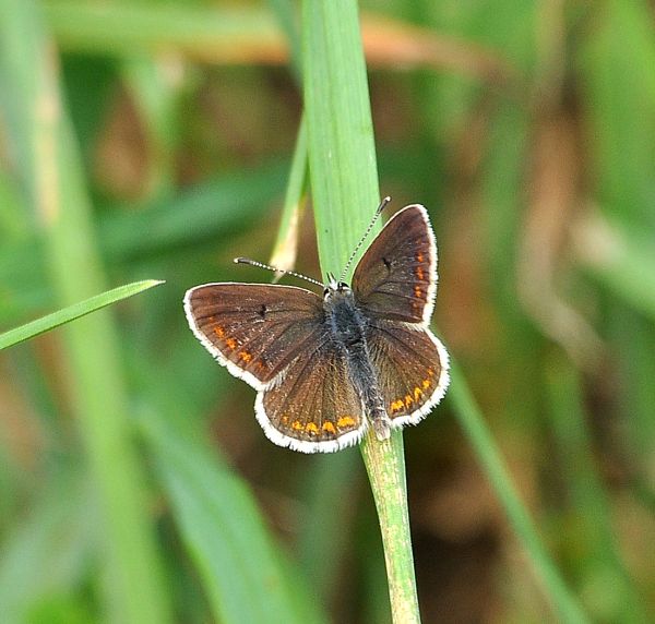 Ieri in Valsesia - Aricia agestis, Lycaenidae