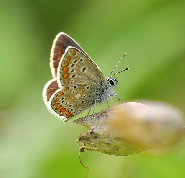 Ieri in Valsesia - Aricia agestis, Lycaenidae