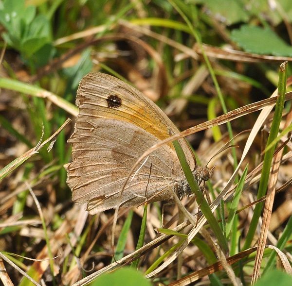 Maniola o Hyponephele? Maniola jurtina, Nymphalidae