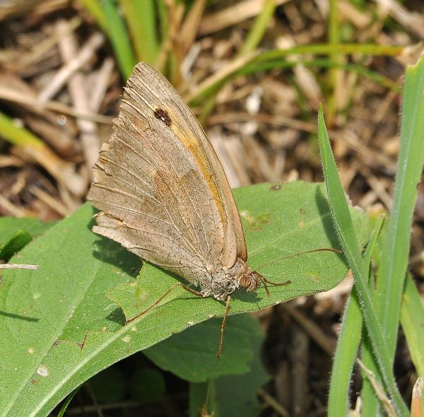 Maniola o Hyponephele? Maniola jurtina, Nymphalidae