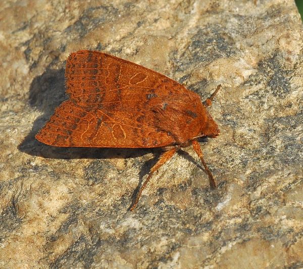 Agrochola pistacinoides (?)