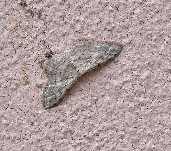 Idaea aversata o altro?