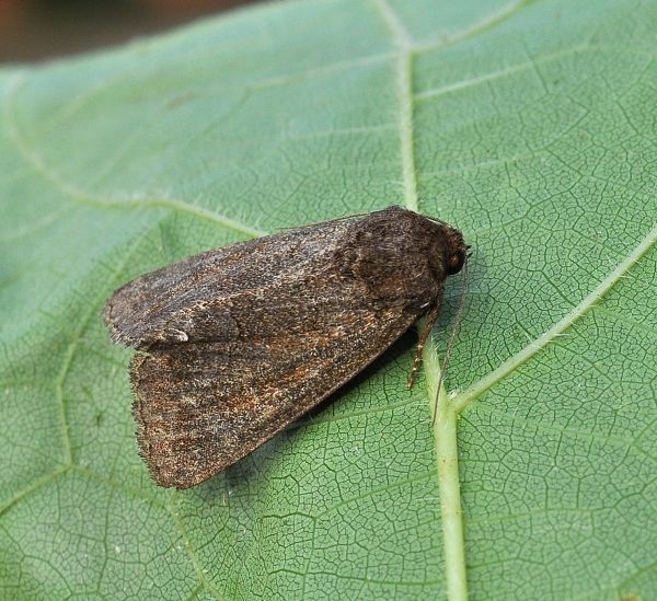 aiuto id (impossibile?) - Thalpophila matura, Noctuidae