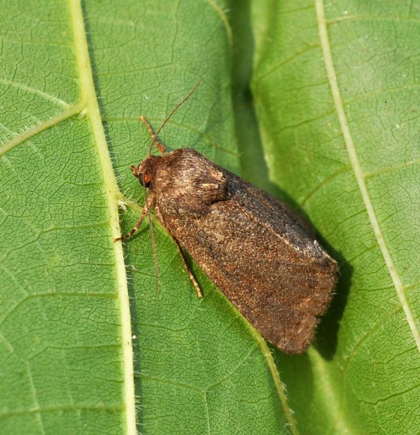 aiuto id (impossibile?) - Thalpophila matura, Noctuidae