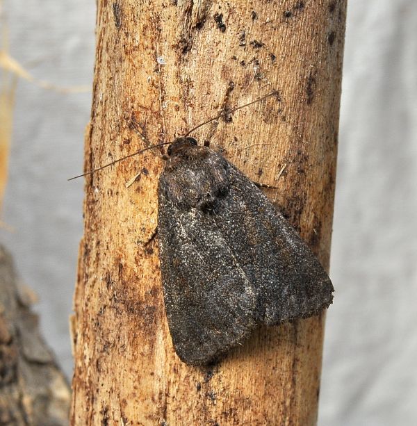 aiuto id (impossibile?) - Thalpophila matura, Noctuidae