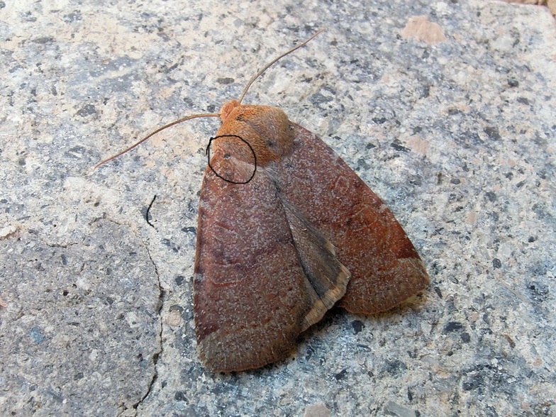 Conistra sp. Noctuidae