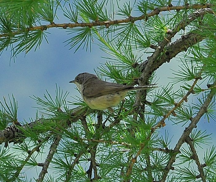 Bigiarella  (Sylvia curruca)