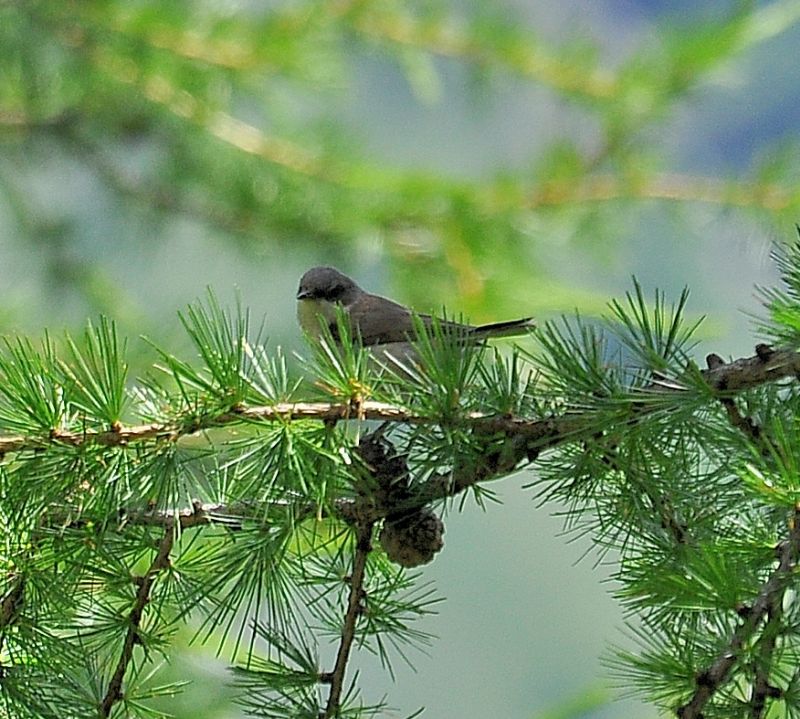 Bigiarella  (Sylvia curruca)