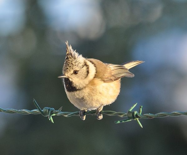 Cincia dal ciuffo (Lophophanes cristatus)