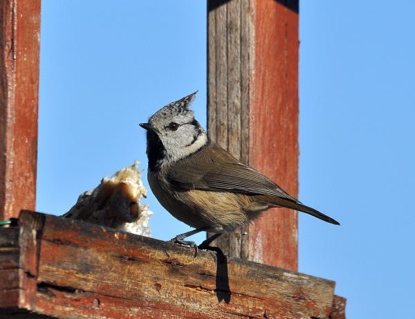 Cincia dal ciuffo (Lophophanes cristatus)