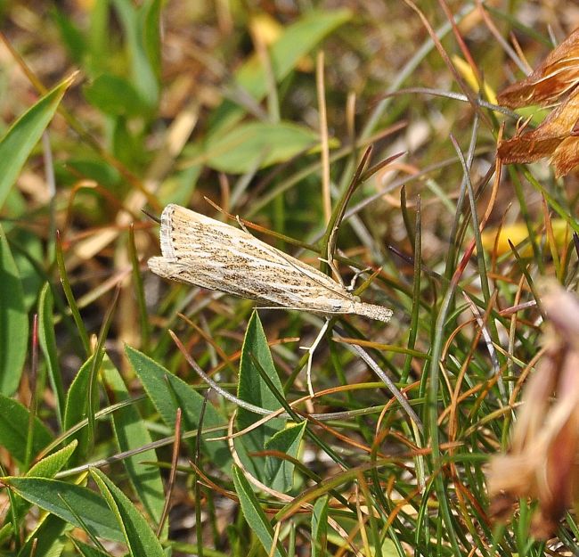 Aiuto id. Crambide - Cfr. Agriphila straminella