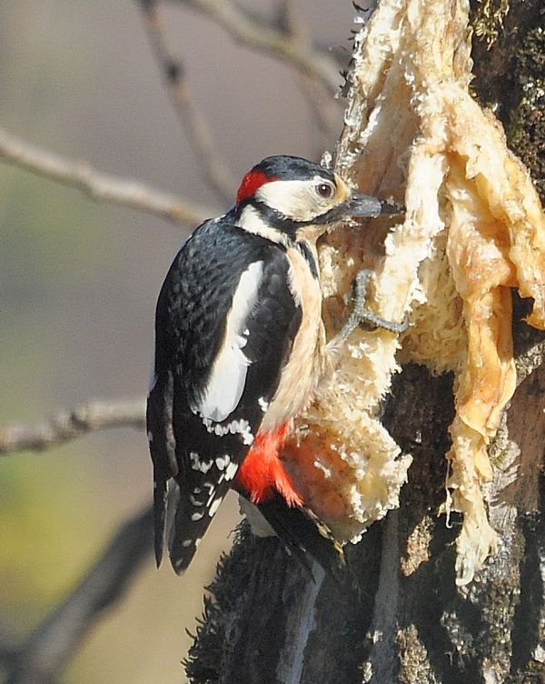 Picchio rosso maggiore (Dendrocopos major)