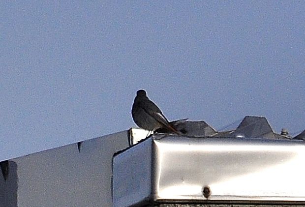 Codirosso spazzacamino, maschio  (Phoenicurus ochruros )