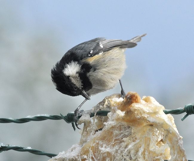 Cincia mora  (Periparus ater)