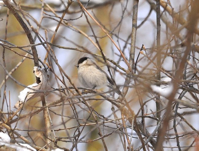 Cincia bigia?  Si (Poecile palustris)