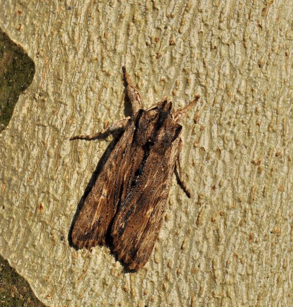 Litophane socia credo.... Lithophane semibrunnea, Noctuidae