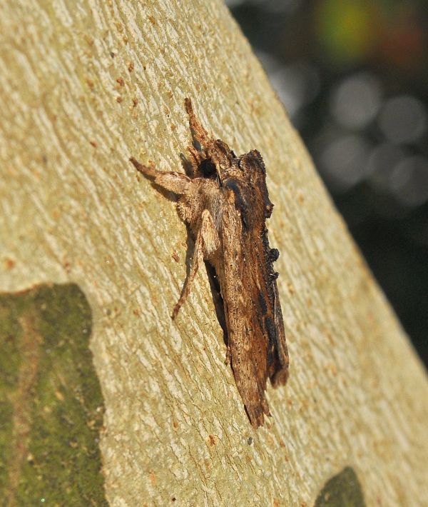 Litophane socia credo.... Lithophane semibrunnea, Noctuidae