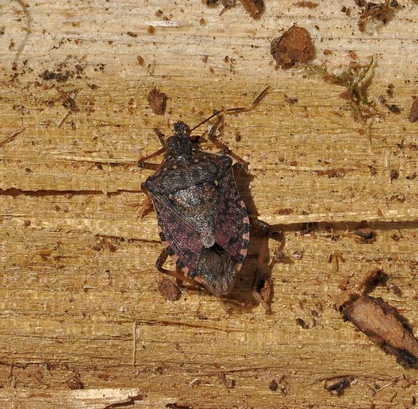 Pentatomidae: Halyomorpha halys