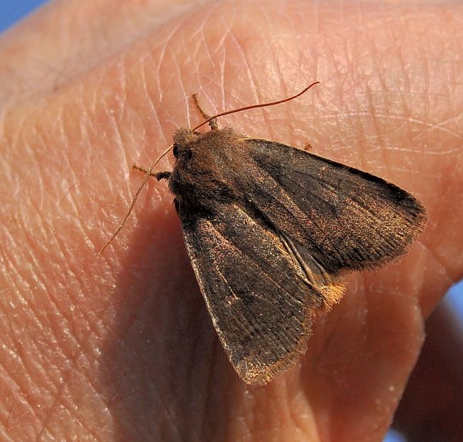 Noctuidae - Conistra (Conistra) vaccinii