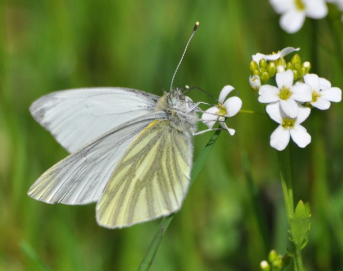 Pieris napi