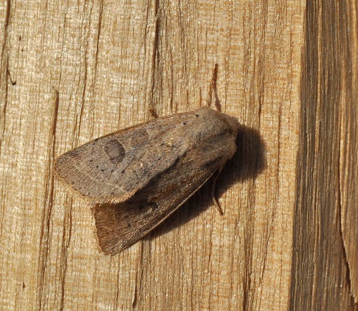 Orthosia cerasi (?) e Conistra vaccinii