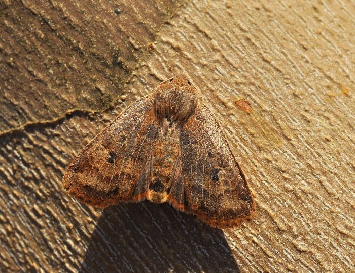 Orthosia cerasi (?) e Conistra vaccinii