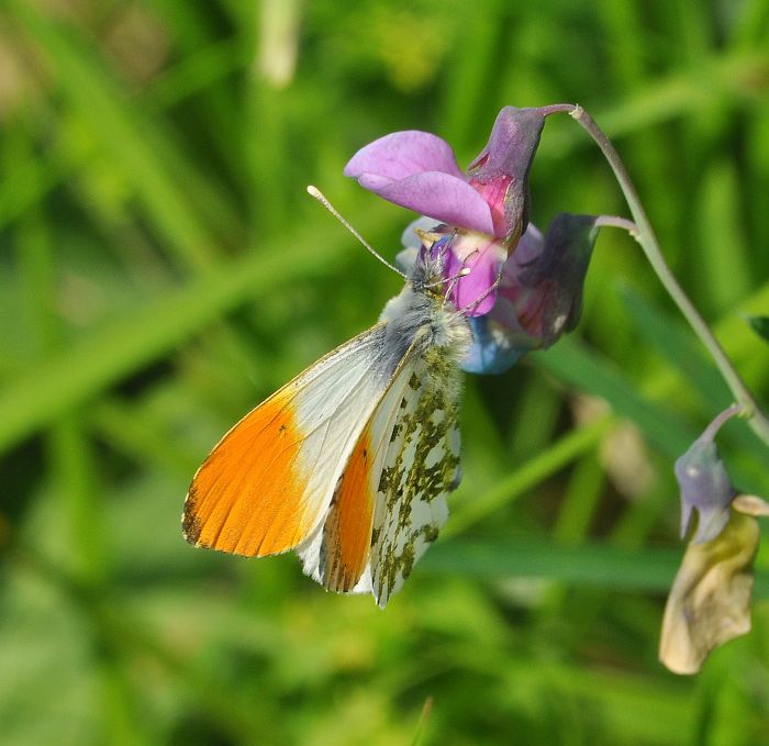 Lycaena tityrus e Anthocharis cardamines