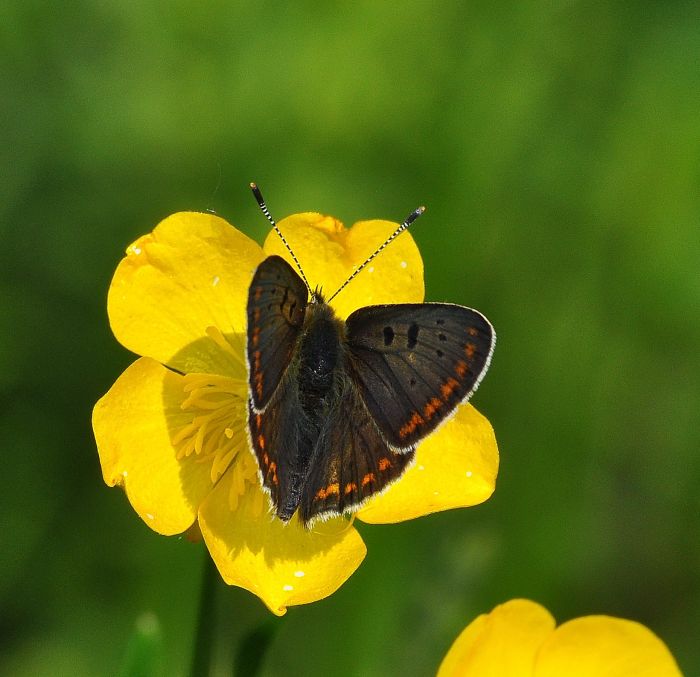 Lycaena tityrus e Anthocharis cardamines