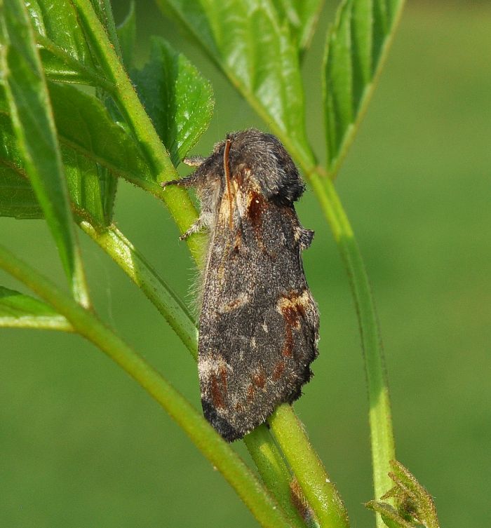 Notodonta dromedarius e Pseudoips prasinanus